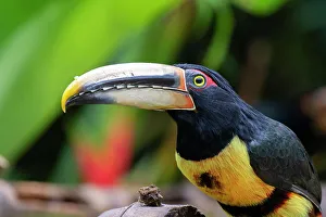 Images Dated 14th March 2023: Ecuador, Tandayapa Valley, Alambi Reserve