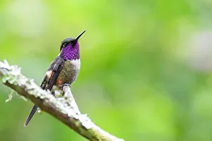 Images Dated 14th March 2023: Ecuador, Tandayapa Valley, Alambi Reserve. Purple-throated woodstar