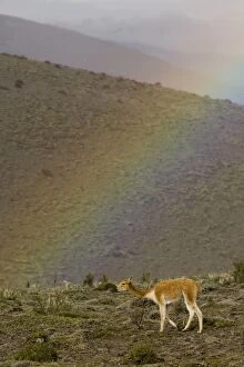 Ecuador, wild vicuna (Vicugna vicugna) and rainbow on Mt. Chimborazo (the highest
