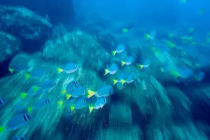 Wolf Island Prints: Ecuador, Wolf Island, Galapagos Islands National Park, Schooling Yellowtail Surgeonfish