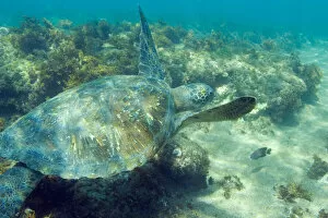Images Dated 17th October 2004: Ecuador, Wolf Island, Galapagos Islands National Park, Green Sea Turtle (Chelonia mydas)