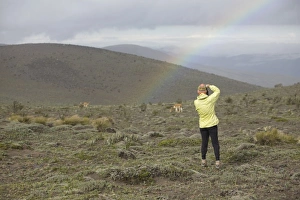 Images Dated 17th April 2007: Ecuador, woman photographing wild vicuna (Vicugna vicugna) and rainbow on Mt. Chimborazo