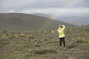 Vicuna Prints: Ecuador, woman photographing wild vicuna (Vicugna vicugna) and rainbow on Mt. Chimborazo