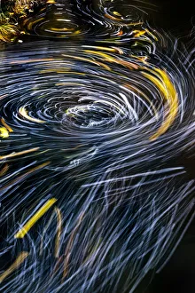 Whirlpool Prints: Eddy forms swirling patterns in the Nehalem River in autumn in the Tillamook State Forest