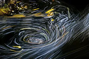 Images Dated 27th October 2021: Eddy forms swirling patterns in the Nehalem River in autumn in the Tillamook State Forest