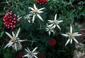 Images Dated 17th May 2007: Edelweiss in Chinas Jiuzhaigou National Park