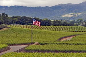 Napa County Prints: Edge Hill Vineyard, Rudd Vineyard. Napa Valley. Napa. Napa County, California, USA