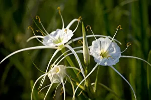 Images Dated 1st April 2005: At edge of Pond near Cuero are the Spider Lily