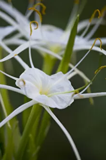 Images Dated 1st April 2005: At edge of Pond near Cuero are the Spider Lily