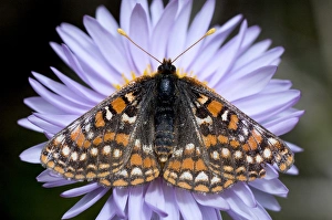 Images Dated 24th July 2005: Ediths checkerspot, Euphydryas editha, Cathedral Lake Provincial Park, British