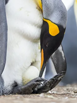 Egg being incubated by adult while balancing on feet. King Penguin on Falkland Islands