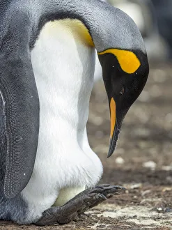 Malvinas Prints: Egg being incubated by adult King Penguin while balancing on feet, Falkland Islands