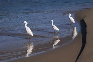 Santa Barbara Prints: Egrets, Breakwater, Santa Barbara, California