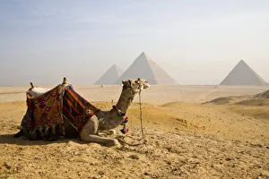 Steed Prints: Egypt, Cairo. A