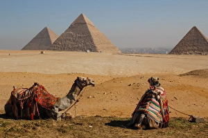 EGYPT, CAIRO. GIZA. GIZA PLATEAU. Two camels in front of three pyramids: (MYCERINUS