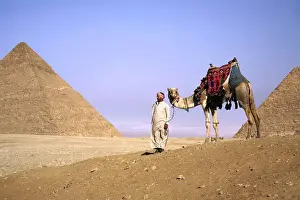 Egypt Prints: Egypt, Cairo, Giza, A proud Egyptian man guides his camel in front of the Great Pyramids