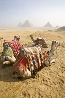Steed Prints: Egypt, Cairo. Resting