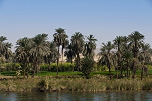 Images Dated 8th February 2009: Egypt. Date palms along the Nile
