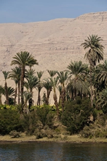 Nile Prints: Egypt. Date palms along the Nile