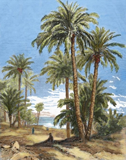 Oasis Prints: Egypt. Oasis. Engraving by Brend Amour in 1882