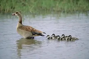 Maternal Prints: Egyptian Goose (Alopochen aegyptiaca) Mother with chicks, Serengeti National Park