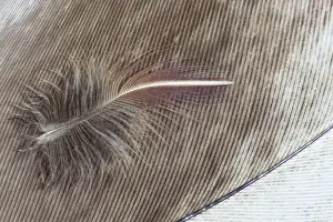 Images Dated 5th November 2011: Egyptian Goose Feather and Breast feather of Lilac Breasted Roller