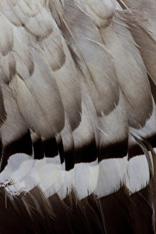 Images Dated 25th April 2010: Egyptian Goose feather design