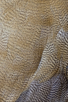 Goose Prints: Egyptian Goose feather design