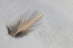 Natural Pattern Prints: Egyptian Goose Feathers
