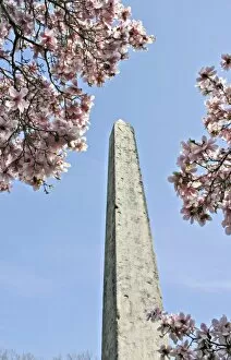 Egyptian obelisk and magnolia blossoms Central Park New York City