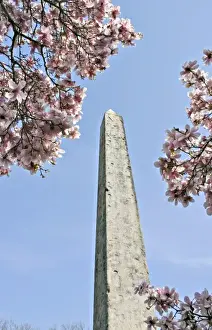 Images Dated 1980: Egyptian obelisk and magnolia blossoms Central Park New York City