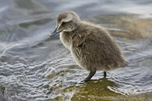 Images Dated 14th June 2007: Eider chick in a pond in Reykjavik, Iceland