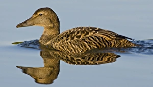 Images Dated 29th June 2007: Eider female swims in pond near Snaefellsness, Iceland