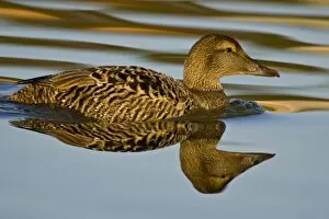 Images Dated 29th June 2007: Eider female swims in pond near Snaefellsness, Iceland