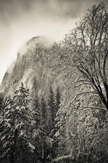 Snowy Prints: El Capitan and black oak in winter, Yosemite National Park, California USA