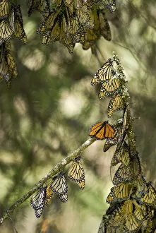 El Rosario Monarch Butterfly Reserve, Michoacan, near Angangueilo, Mexico