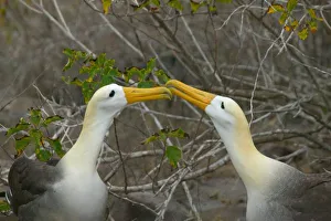 Courting Prints: Elaborate courtship dance of Waved Albatros, Galapagos Islands, Equador