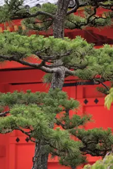 Images Dated 20th June 2012: Elaborately sculpted pine trees in the grounds of the Sanjuusangendo Temple in Kyoto