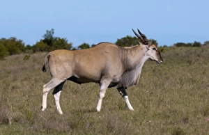 Eland Prints: Eland (Taurotragus oryx), Kariega Game Reserve, South Africa