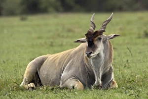 Images Dated 29th August 2011: Eland, Taurotragus oryx, Kenyas largest antelope