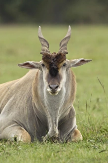 Eland Prints: Eland, Taurotragus oryx, Kenyas largest antelope