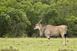 Eland, Taurotragus oryx, Kenyas largest antelope