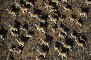 Eland (Taurotragus oryx), Private game ranch, Great Karoo, SOUTH AFRICA