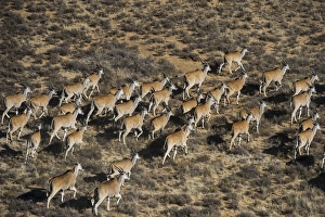 Private Prints: Eland (Taurotragus oryx), Private game ranch, Great Karoo, SOUTH AFRICA