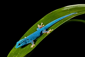 Images Dated 21st July 2009: Electric Blue Day Gecko, Lygodactylus williamsi, Native to Tanzania