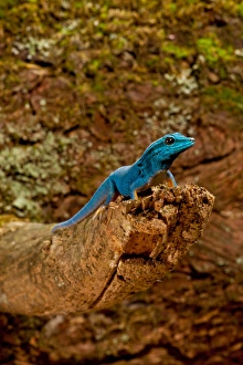 Vertebrate Prints: Electric Blue Day Gecko, Lygodactylus williamsi, Native to Tanzania