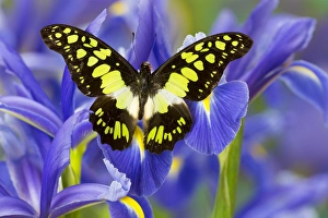 The Electric Green Swallowtail Butterfly, Graphium tyndereus