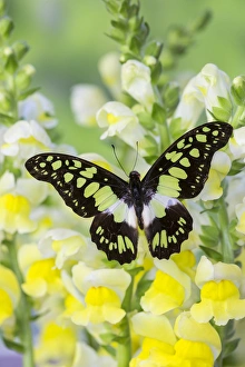 Spots Prints: The Electric Green Swallowtail Butterfly, Graphium tyndereus