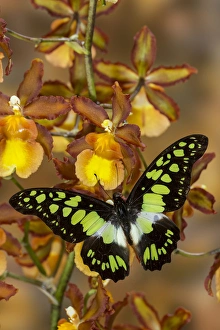 The Electric Green Swallowtail Butterfly, Graphium tyndereus