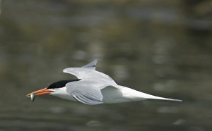 Sea Of Cortez Prints: Elegant tern, (Sterna elegans), flying with fish in beak, Isla Rasa, Sea of Cortez